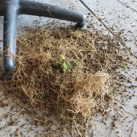 Roots removed from maple