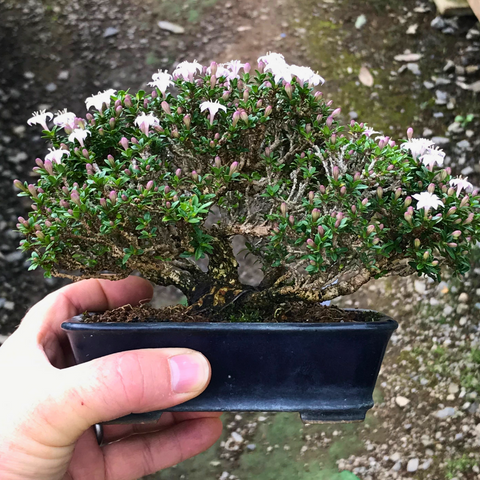 serissa foetida bonsai flowering