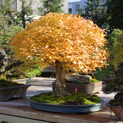 leaves changing colour