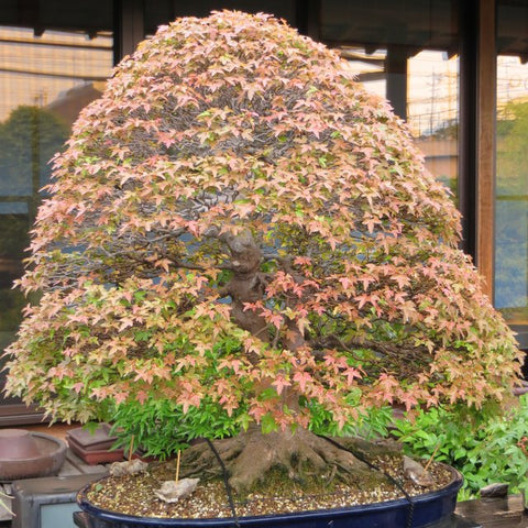 Creating the canopy of a bonsai tree - Bonsai Tree (Pty) Ltd.