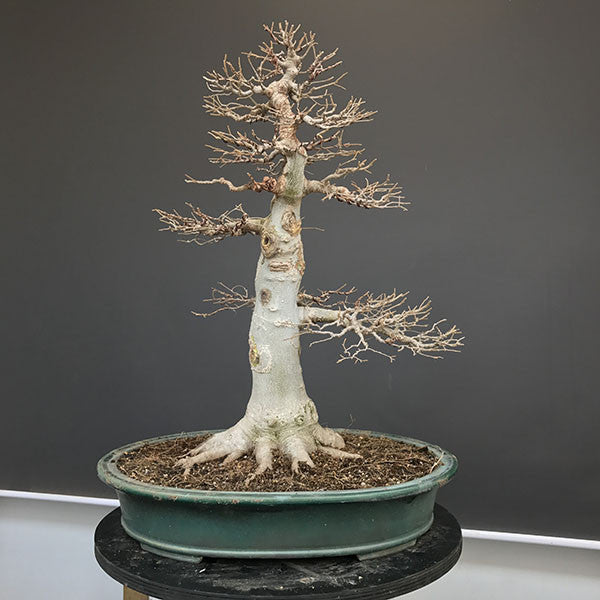 Hackberry bonsai tree front view