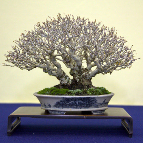 another shohin trident maple