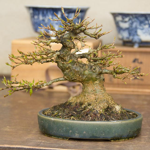 Chinese maples Yorozuen