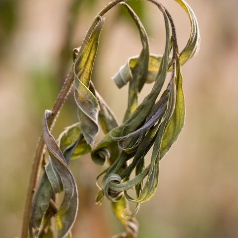 dried leaves