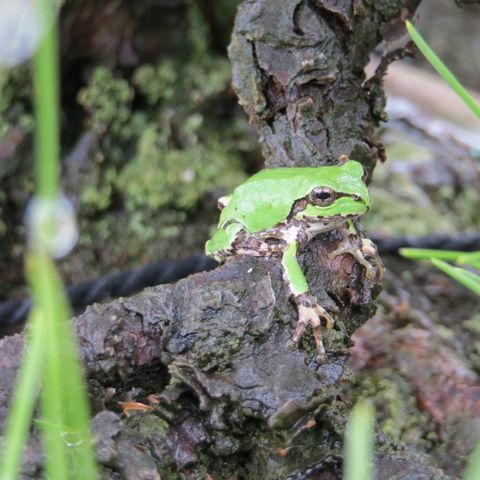 frog on bonsai