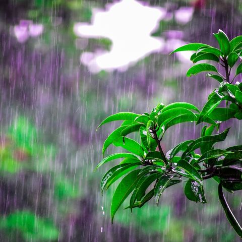 raining on leaves