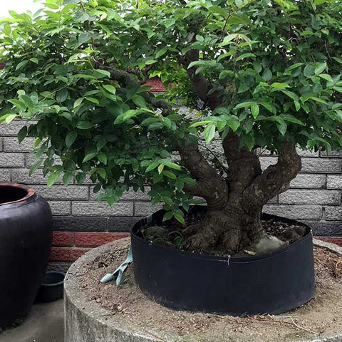Double potting bonsai trees