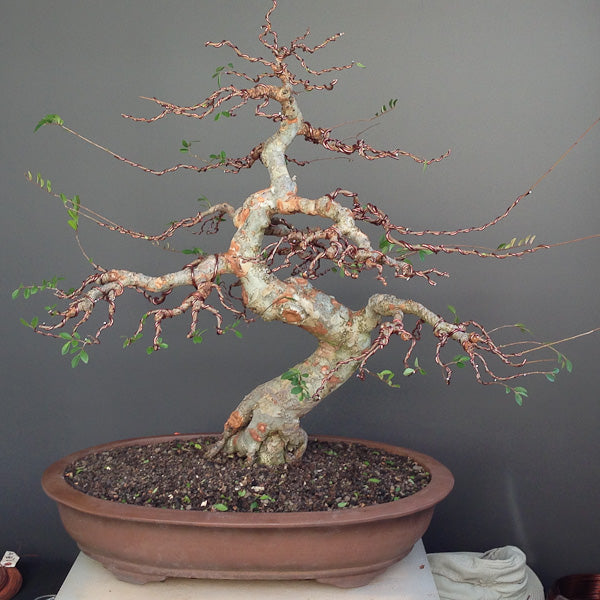 Chinese maple bonsai elm