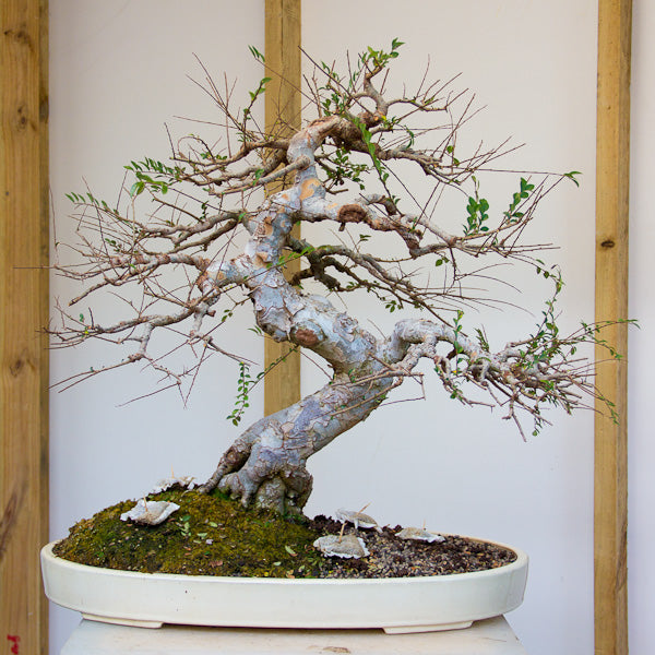 Chinese elm bonsai 2016