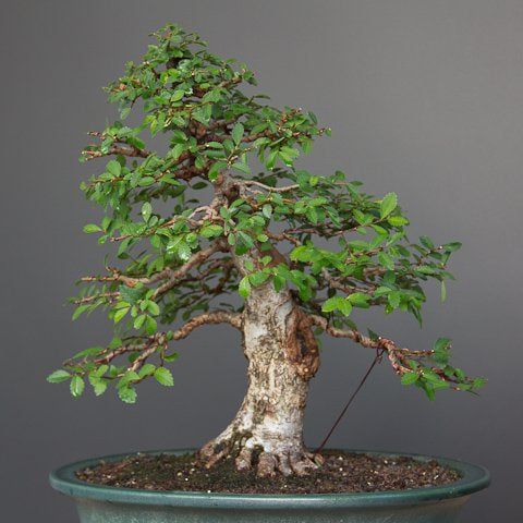 Progression of an elm bonsai