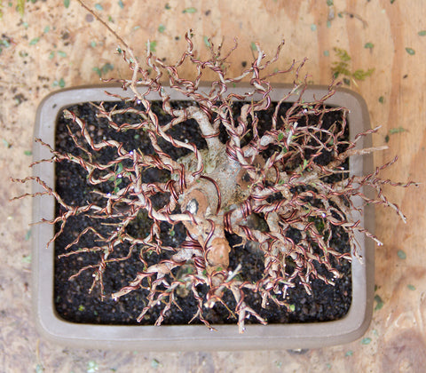 Top view of Chinese elm bonsai styling