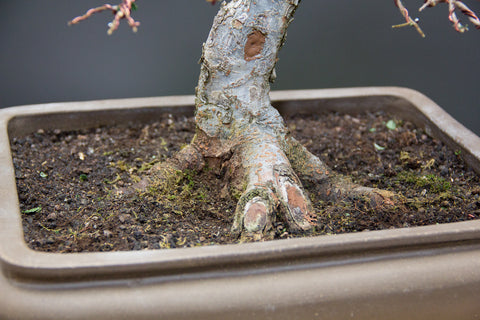 Ugly nebari of this Chinese elm bonsai