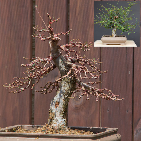 Completed view of Chinese Elm bonsai post styling