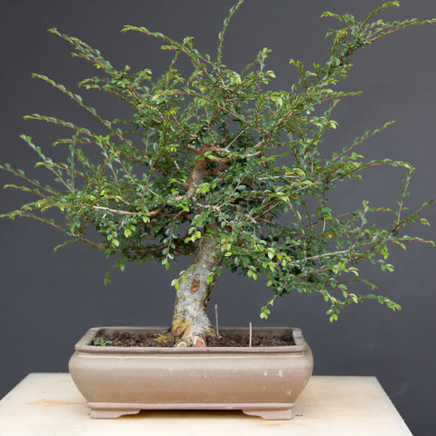 Chinese elm bonsai bush