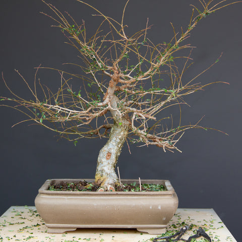 Chinese elm bonsai after defoliation