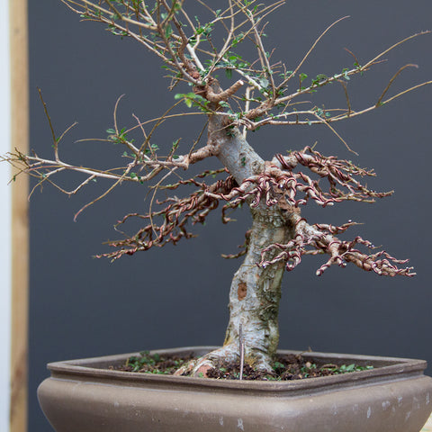 Chinese elm bonsai process of work