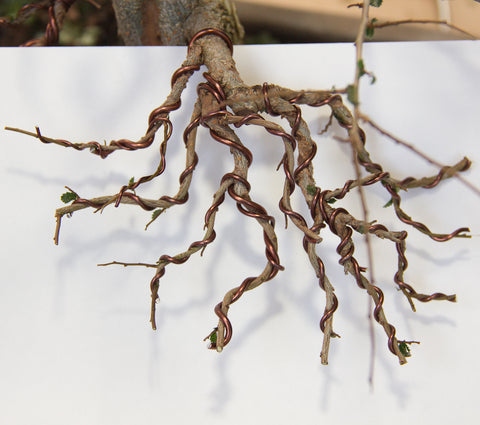 Branch structure of bonsai trees