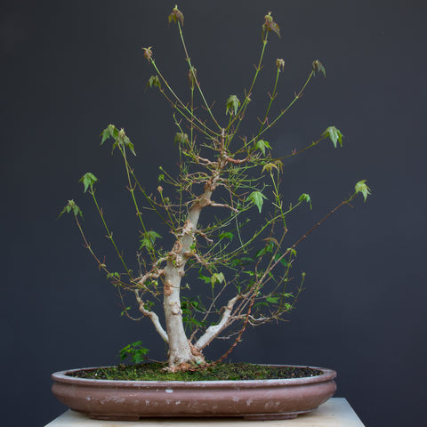 trident maple bonsai