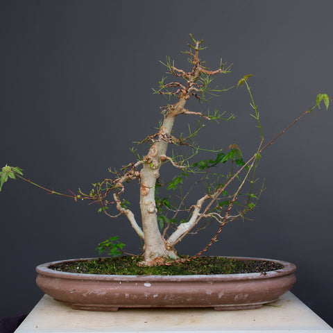 trident maple bonsai