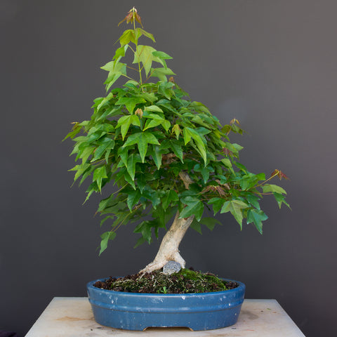 maple bonsai with leaves