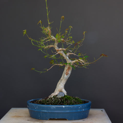 maple bonsai tree after defoliation