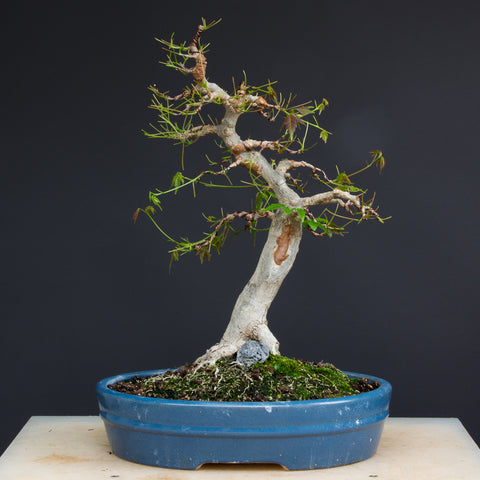 maple bonsai tree after styling