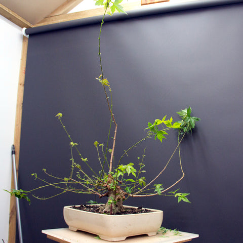 Chinese maple bonsai tree after defoliation