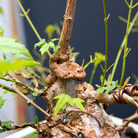 Chinese maple bonsai tree scar healing