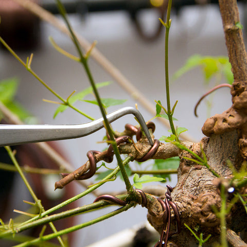 Chinese maple bonsai tree wire bite
