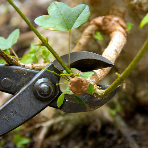 Chinese maple bonsai tree branch cutter