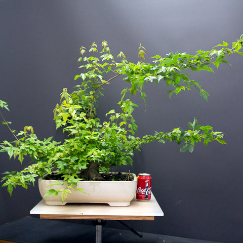 Chinese maple bonsai tree before work