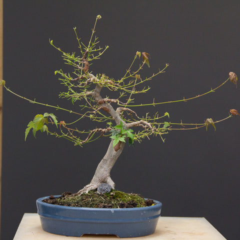 Chinese maple after defoliating