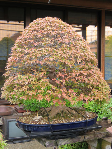 Mature Chinese maple bonsai tree