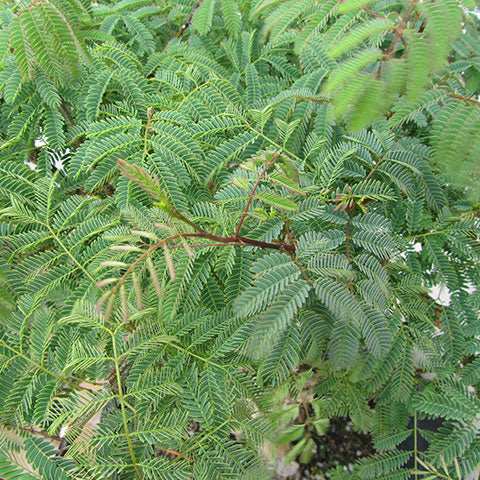 Acacia bonsai tree leaves