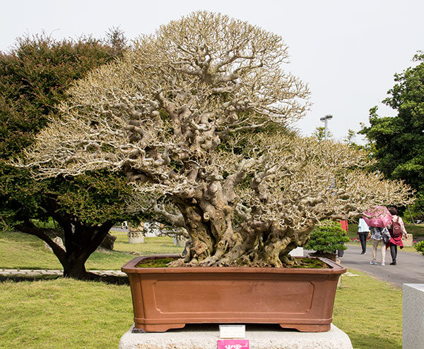 ficus bonsai tree taiwan