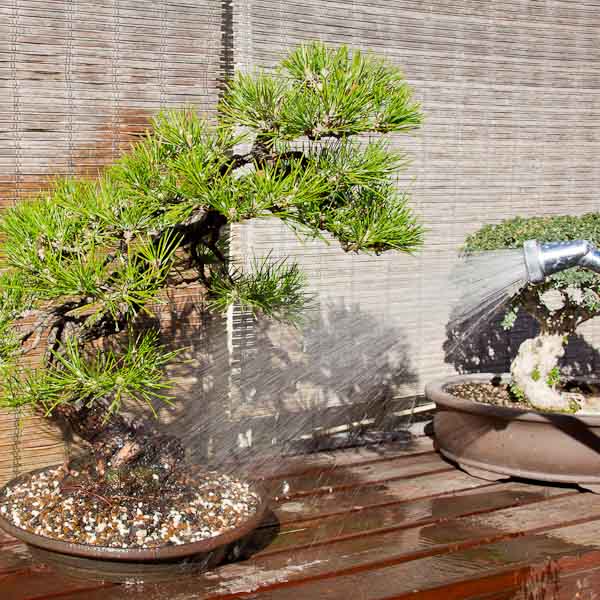 Watering bonsai trees