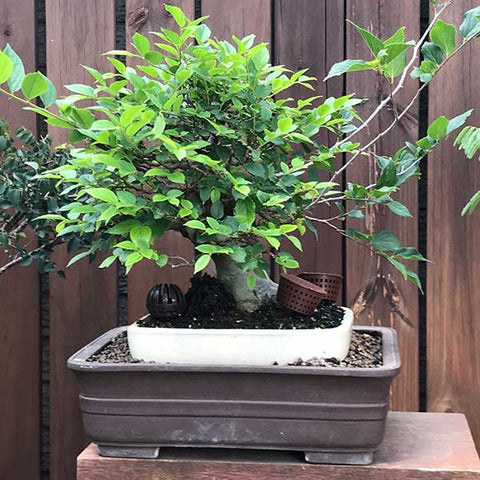 Hackberry shohin bonsai double potted