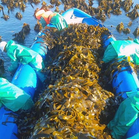harvesting kelp