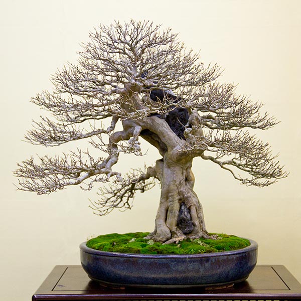 trident maple bonsai