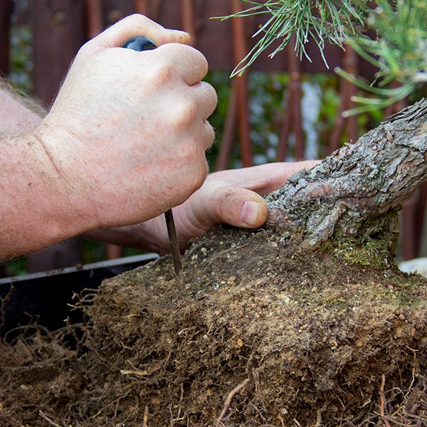 ice pick bonsai