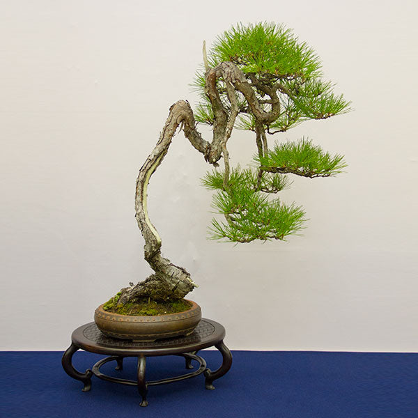 Japanese red pine literati bonsai tree