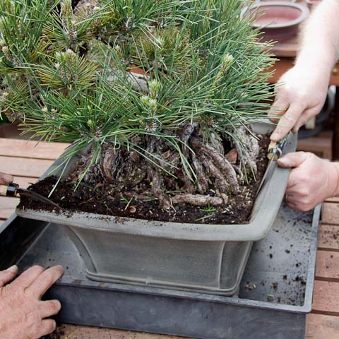 Repotting sickle for bonsai repotting