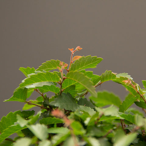 new shoots on a japanese zelkova bonsai tree