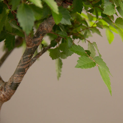 shoots on a zelkova bonsai