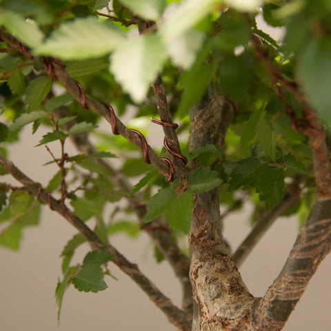 branchlets at forks