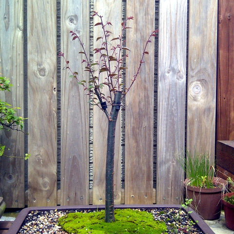 Japanese zelkova broom style bonsai