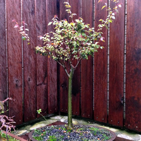 Zelkova bonsai ramification