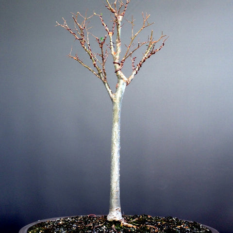 Zelkova bonsai tree
