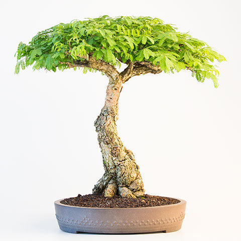 Mature acacia bonsai tree