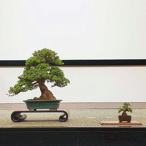portulacaria afra bonsai display